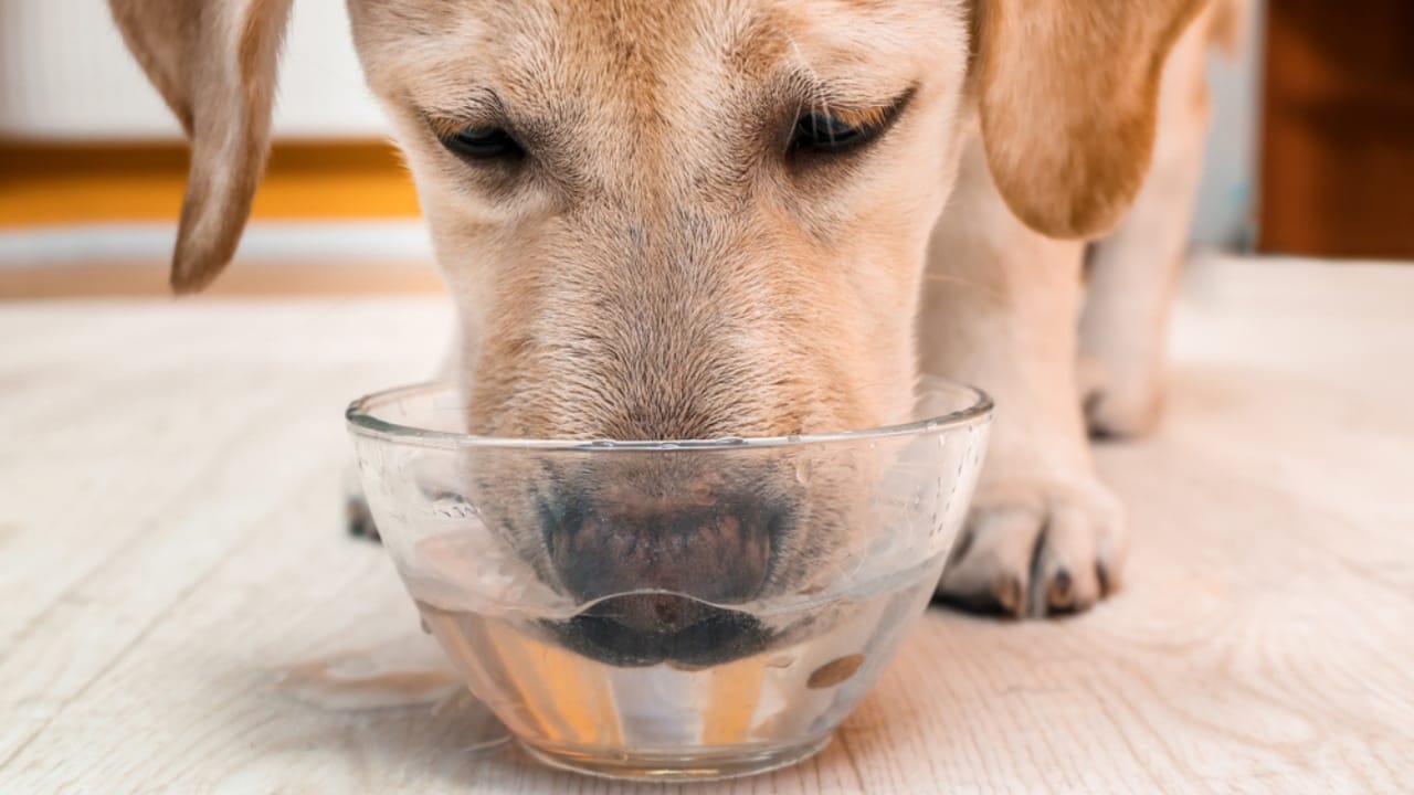 8 Telltale Signs Your Dog Is Dying & How to Comfort Them 5 8 Telltale Signs Your Dog Is Dying & How to Comfort Them - dog drink ss1323495815