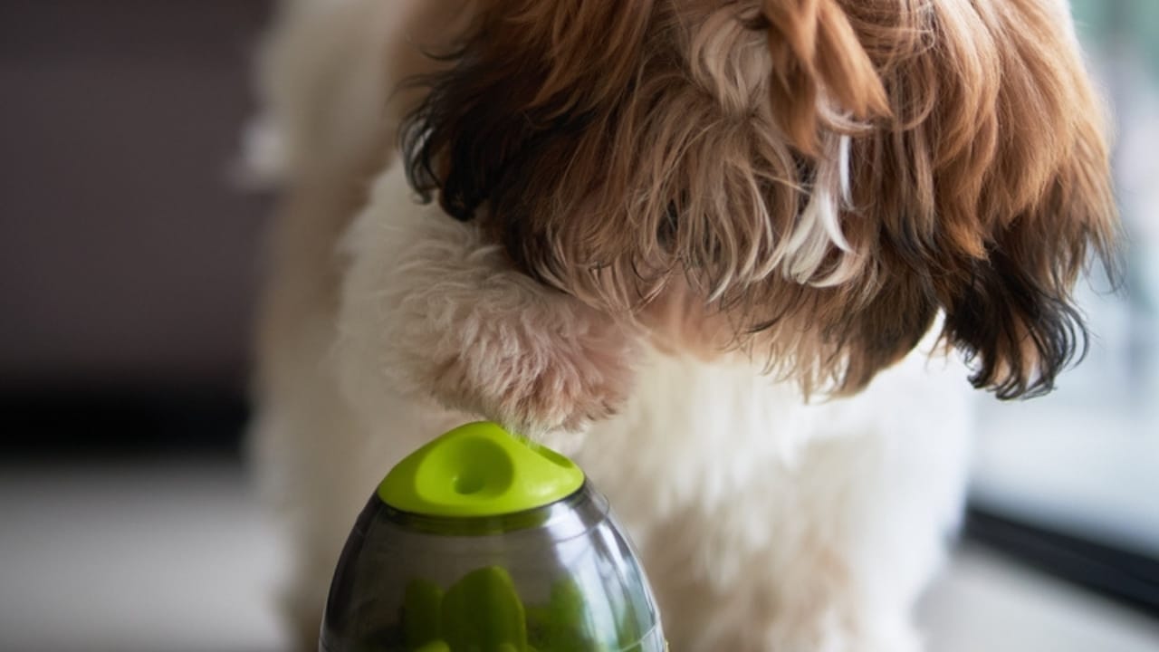 35 Fun Ways to Keep Your Dog Entertained Indoors - dog food puzzle ss2250261215