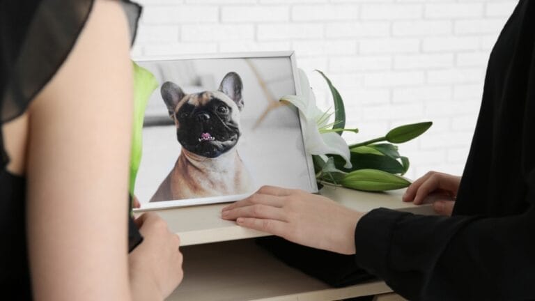 Where Do Dogs Go After They Die? Grief, Healing & Beliefs That Help 6 Where Do Dogs Go After They Die? Grief, Healing & Beliefs That Help - dog funeral ss2408660707