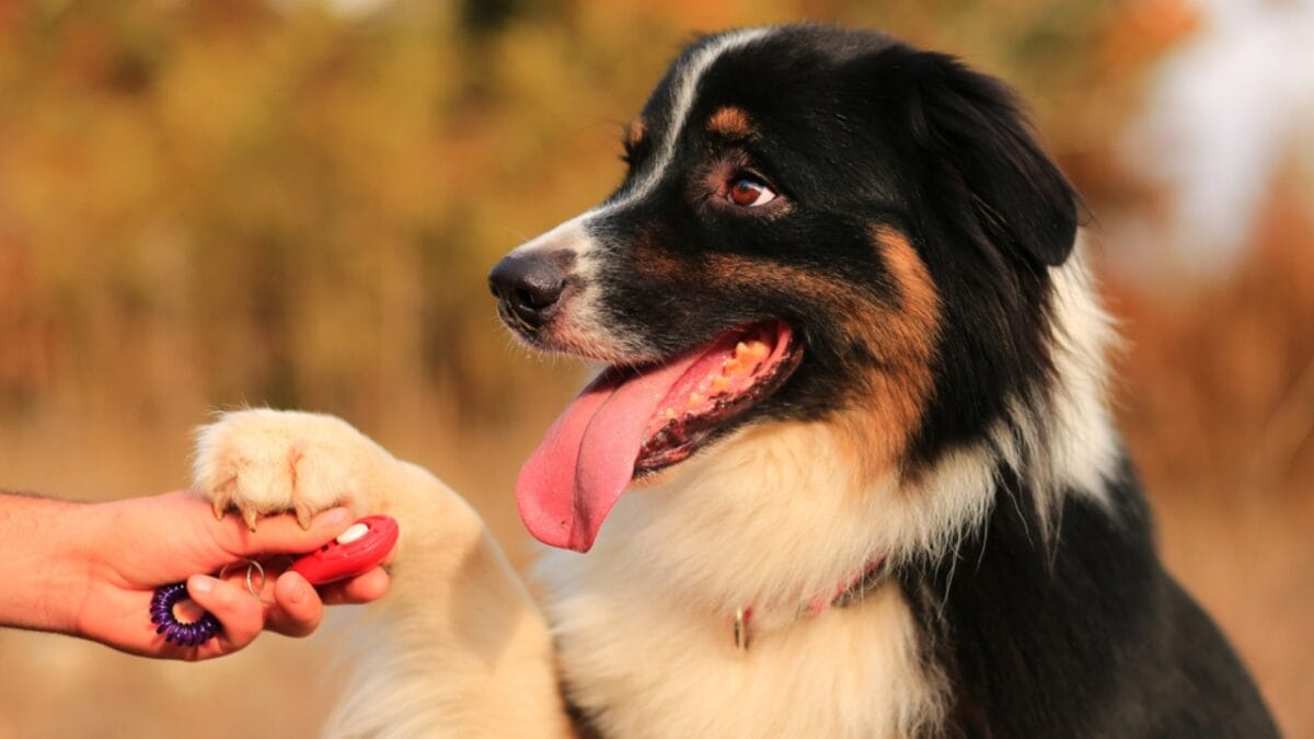 15 Tips for Successful Clicker Training Your Dog 6 15 Tips for Successful Clicker Training Your Dog - dog holding clicker ss740843308