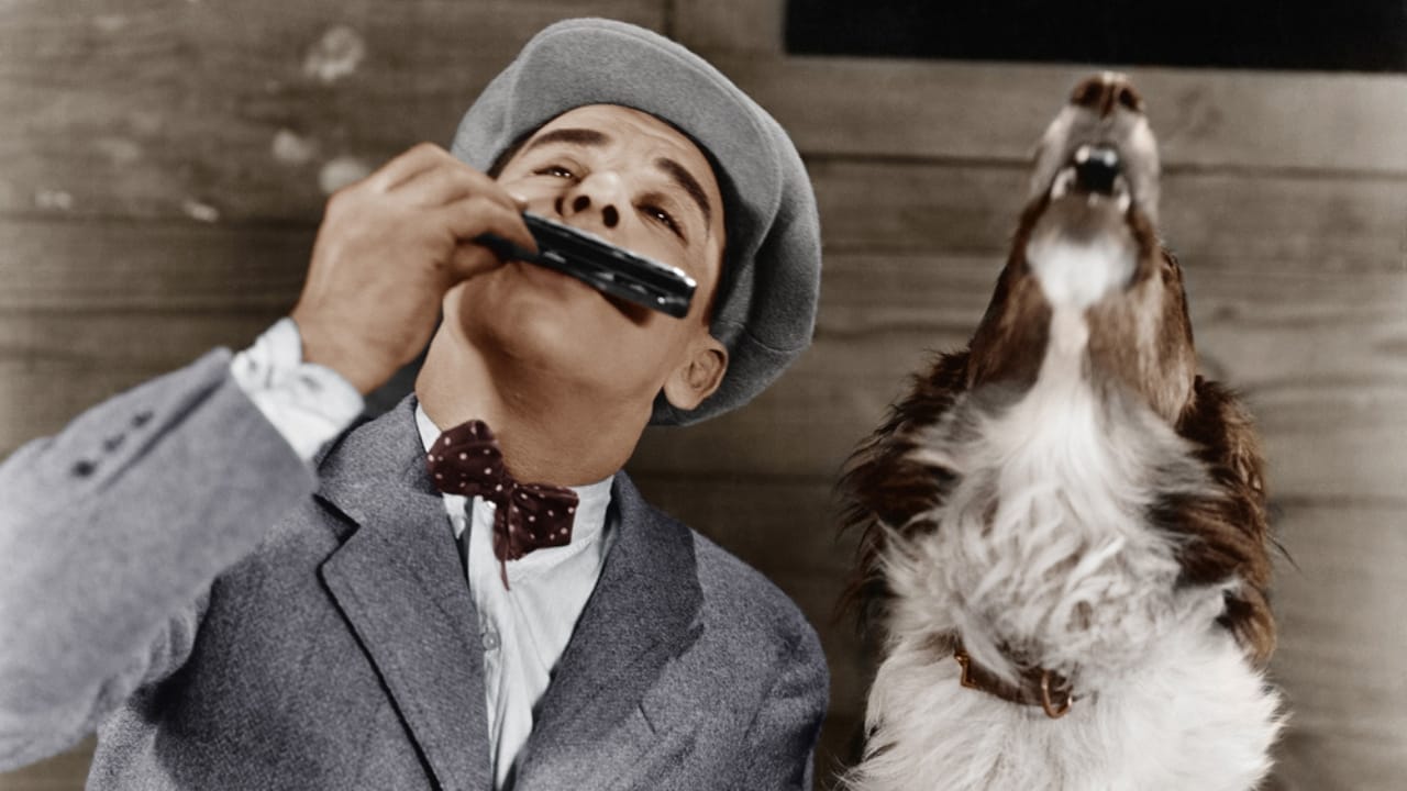 16 Peculiar Ways Dogs Demonstrate Their Love 15 16 Peculiar Ways Dogs Demonstrate Their Love - dog howling music ss101053858