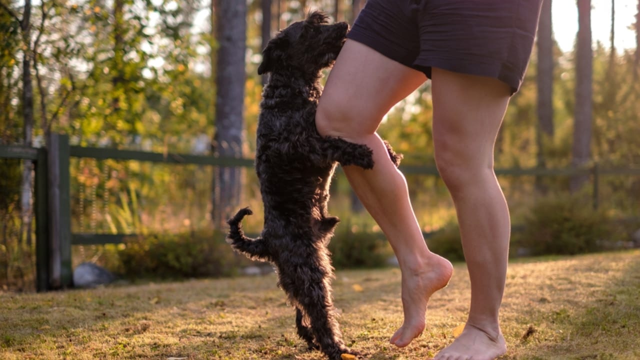 15 Dog Behaviors You’re Probably Misunderstanding - dog humping ss1479597311