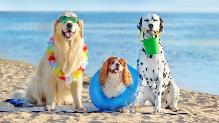 20 Unforgettable Experiences for Your Dog's Bucket List 7 20 Unforgettable Experiences for Your Dog's Bucket List - dog in beach ss1998733442