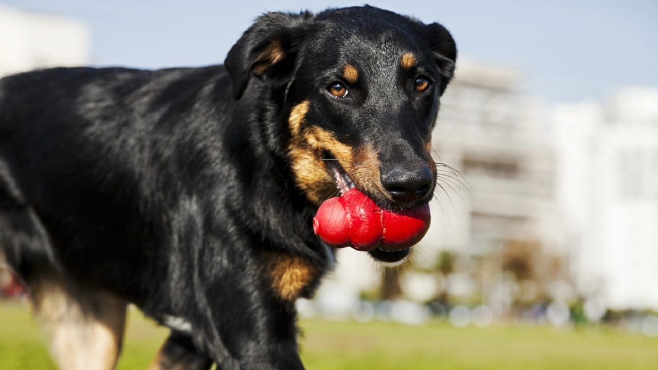 35 Fun Ways to Keep Your Dog Entertained Indoors - dog kong dp22419125