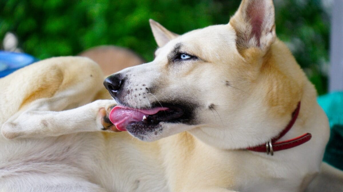 15 Dog Behaviors You’re Probably Misunderstanding - dog licking paw ss1990490585