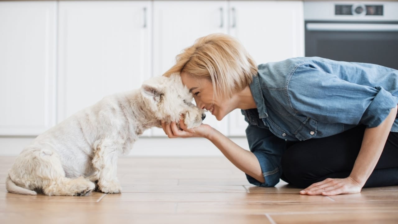 35 Fun Ways to Keep Your Dog Entertained Indoors - dog nose to nose ss2313414549