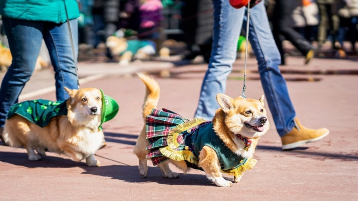 20 Unforgettable Experiences for Your Dog's Bucket List 8 20 Unforgettable Experiences for Your Dog's Bucket List - dog parade ss2258703851