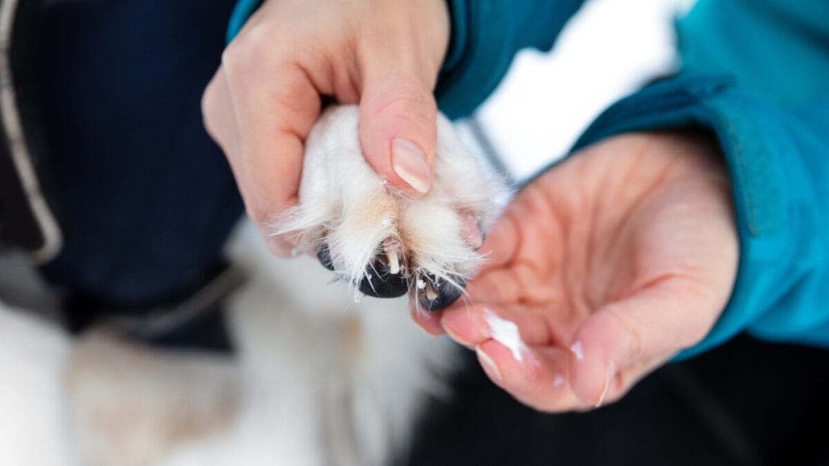 What You Didn't Know About Protecting Your Dog from Fleas & Tick Paralysis 3 What You Didn't Know About Protecting Your Dog from Fleas & Tick Paralysis - dog paw balm ss1831693543