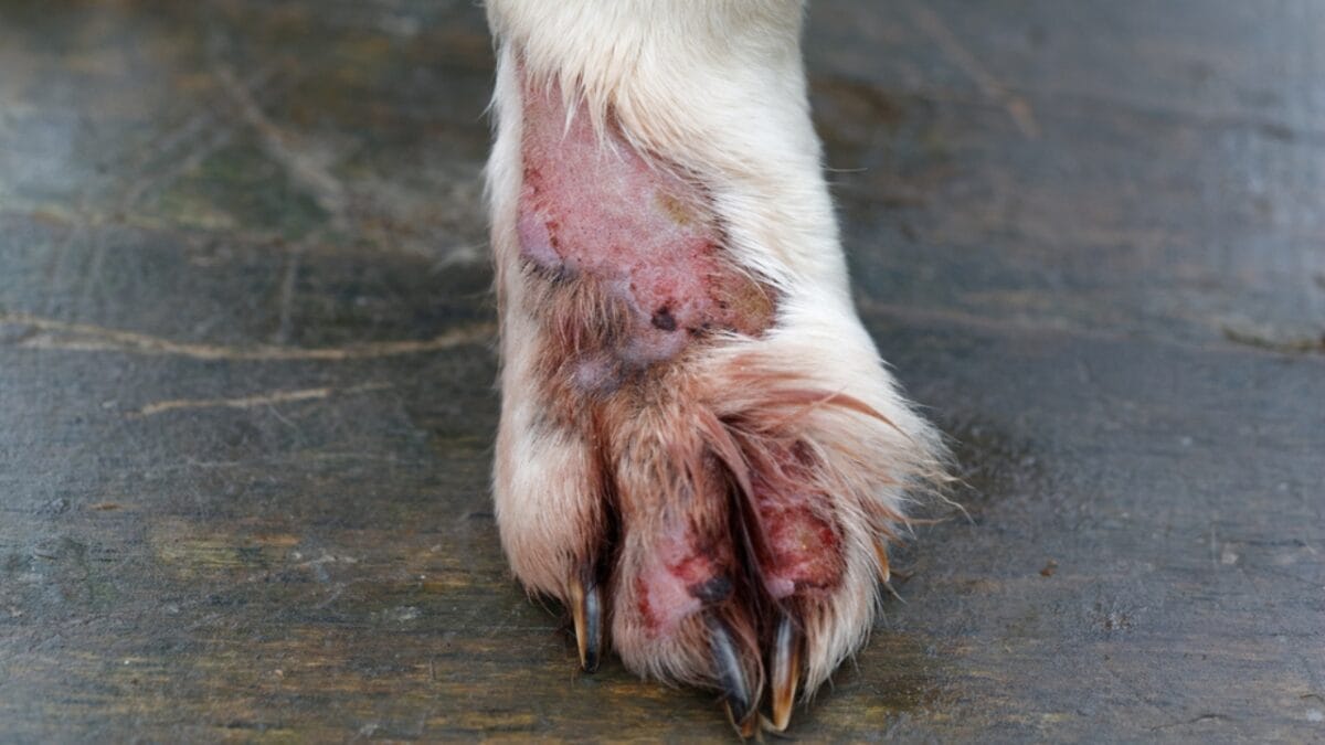 What You Didn't Know About Protecting Your Dog from Fleas & Tick Paralysis 2 What You Didn't Know About Protecting Your Dog from Fleas & Tick Paralysis - dog paw dermatitis ss1645238566