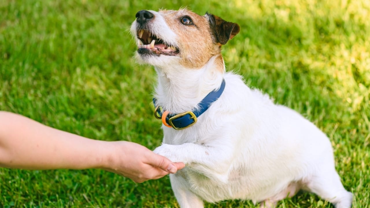 Researchers Gave LSD to Dogs & Paired Them with Humans—The Results Were Magical 3 Researchers Gave LSD to Dogs & Paired Them with Humans—The Results Were Magical - dog paw ss2454590037