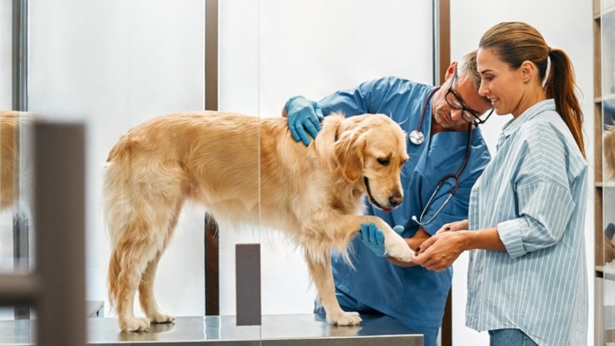 What You Didn't Know About Protecting Your Dog from Fleas & Tick Paralysis 10 What You Didn't Know About Protecting Your Dog from Fleas & Tick Paralysis - dog paw vet ss2393207585
