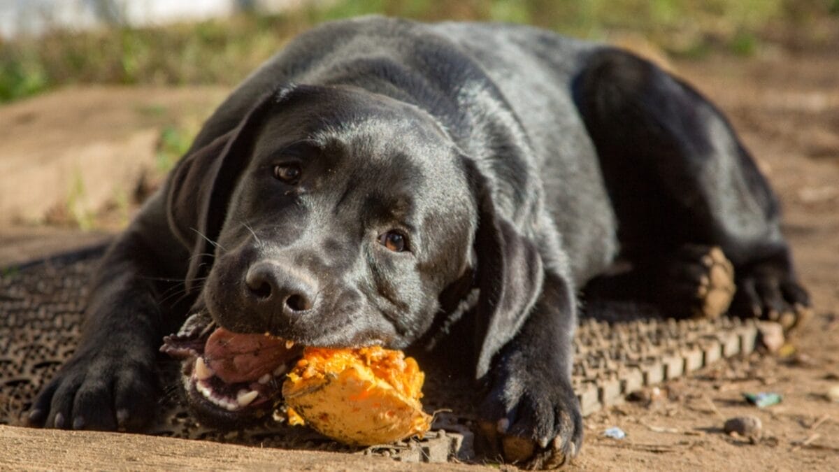15 Alternatives to Brushing That Keep Your Dog’s Teeth Clean 15 15 Alternatives to Brushing That Keep Your Dog’s Teeth Clean - dog pumpkin ss1548116483