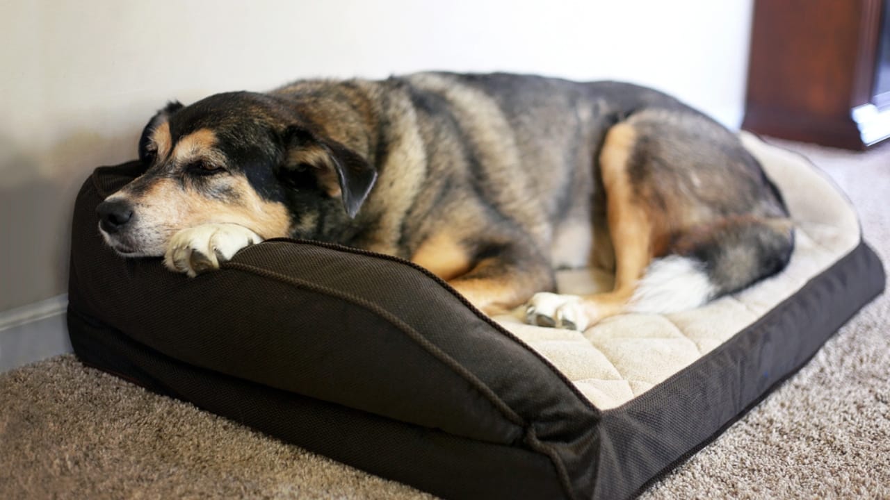 The Mystery Behind Your Dog’s Bed-Digging Behavior Explained 9 The Mystery Behind Your Dog’s Bed-Digging Behavior Explained - dog resting dp194083198