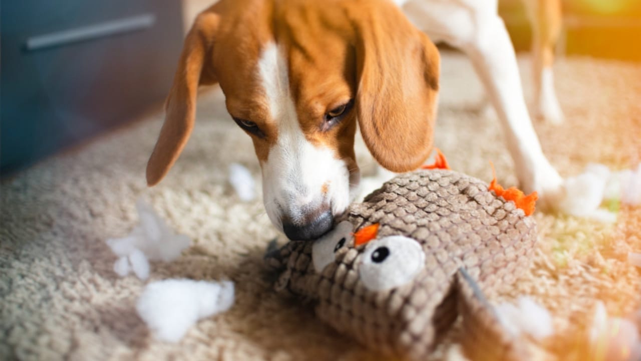 Only Certain Dogs Remember Toy Names After Two Years, Study Finds 3 Only Certain Dogs Remember Toy Names After Two Years, Study Finds - dog ripped toy ss1392661943