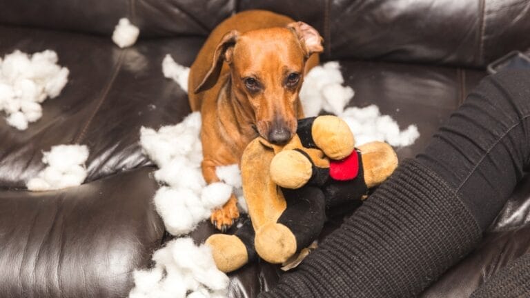 10 Reasons Why Dogs Destroy Their Toys 4 10 Reasons Why Dogs Destroy Their Toys - dog ripped toy ss743115817