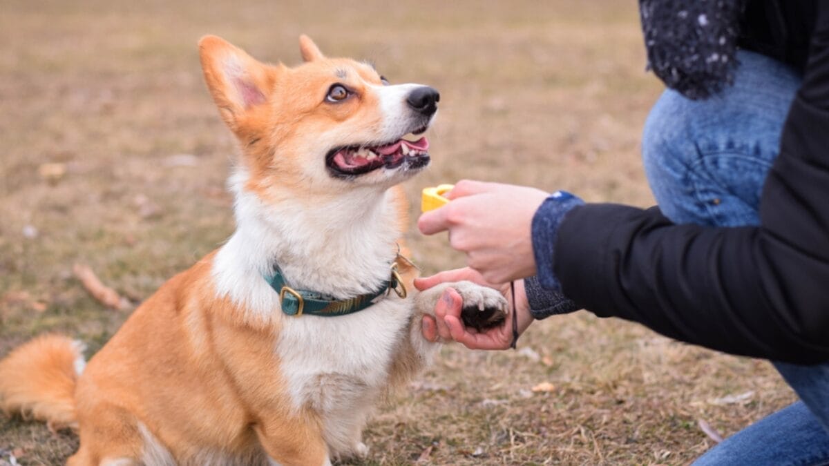 15 Tips for Successful Clicker Training Your Dog 8 15 Tips for Successful Clicker Training Your Dog - dog sitting with clicker ss1321844912