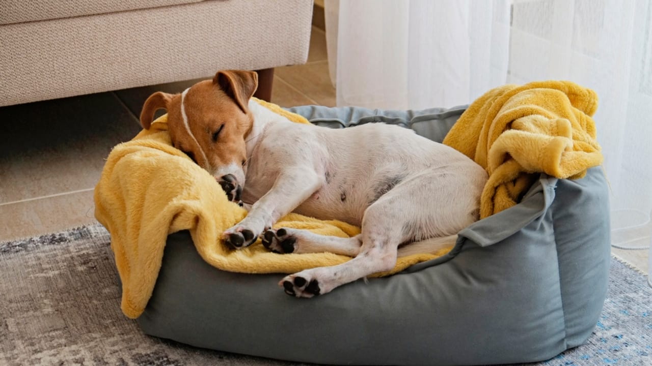 The Mystery Behind Your Dog’s Bed-Digging Behavior Explained 7 The Mystery Behind Your Dog’s Bed-Digging Behavior Explained - dog sleeping dp455970118