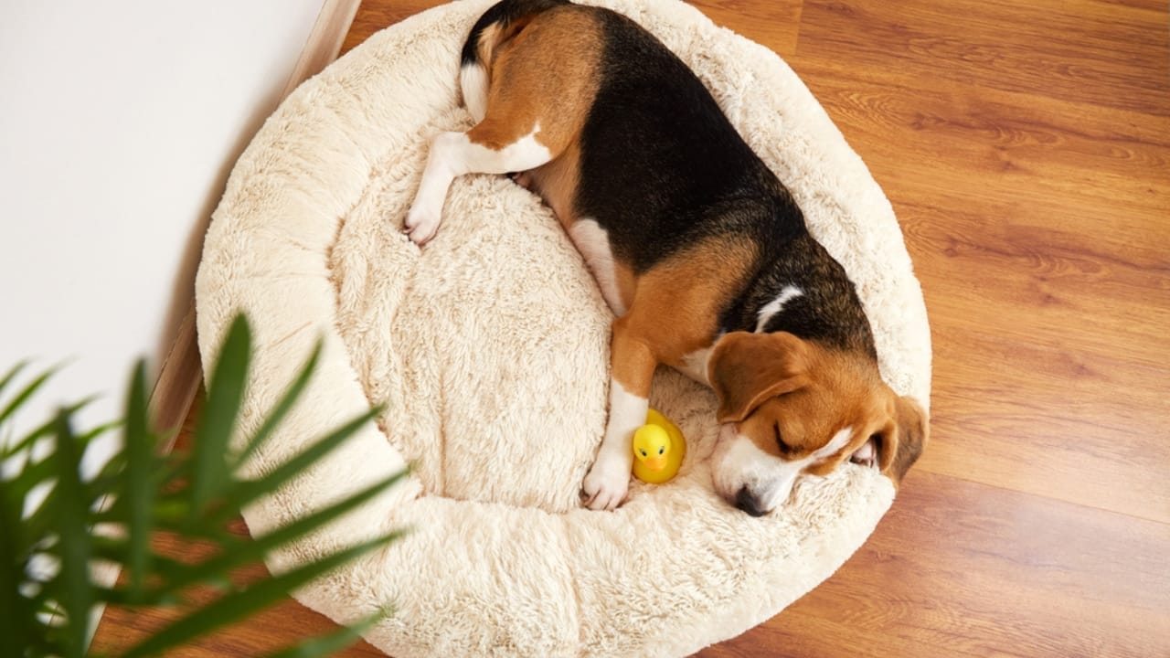 The Mystery Behind Your Dog’s Bed-Digging Behavior Explained 6 The Mystery Behind Your Dog’s Bed-Digging Behavior Explained - dog sleeping dp687716930