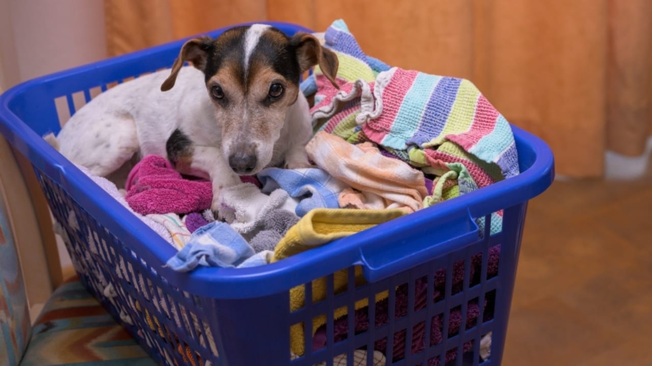 16 Peculiar Ways Dogs Demonstrate Their Love 6 16 Peculiar Ways Dogs Demonstrate Their Love - dog sleeping in laundry ss2244714495