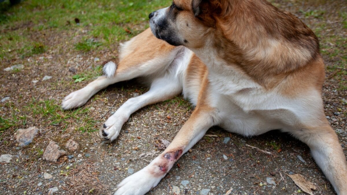 Don't Miss These 5 Early Signs of Cancer in Dogs 4 Don't Miss These 5 Early Signs of Cancer in Dogs - dog sores dp595125186