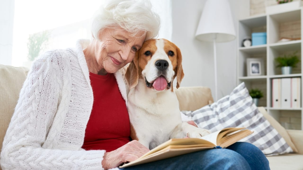 35 Fun Ways to Keep Your Dog Entertained Indoors - dog story time dp209965592