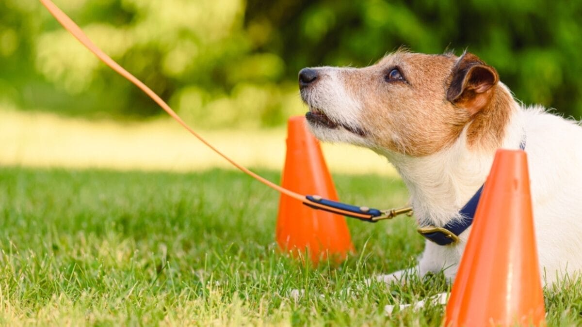 15 Tips for Successful Clicker Training Your Dog 9 15 Tips for Successful Clicker Training Your Dog - dog training ss2322362465