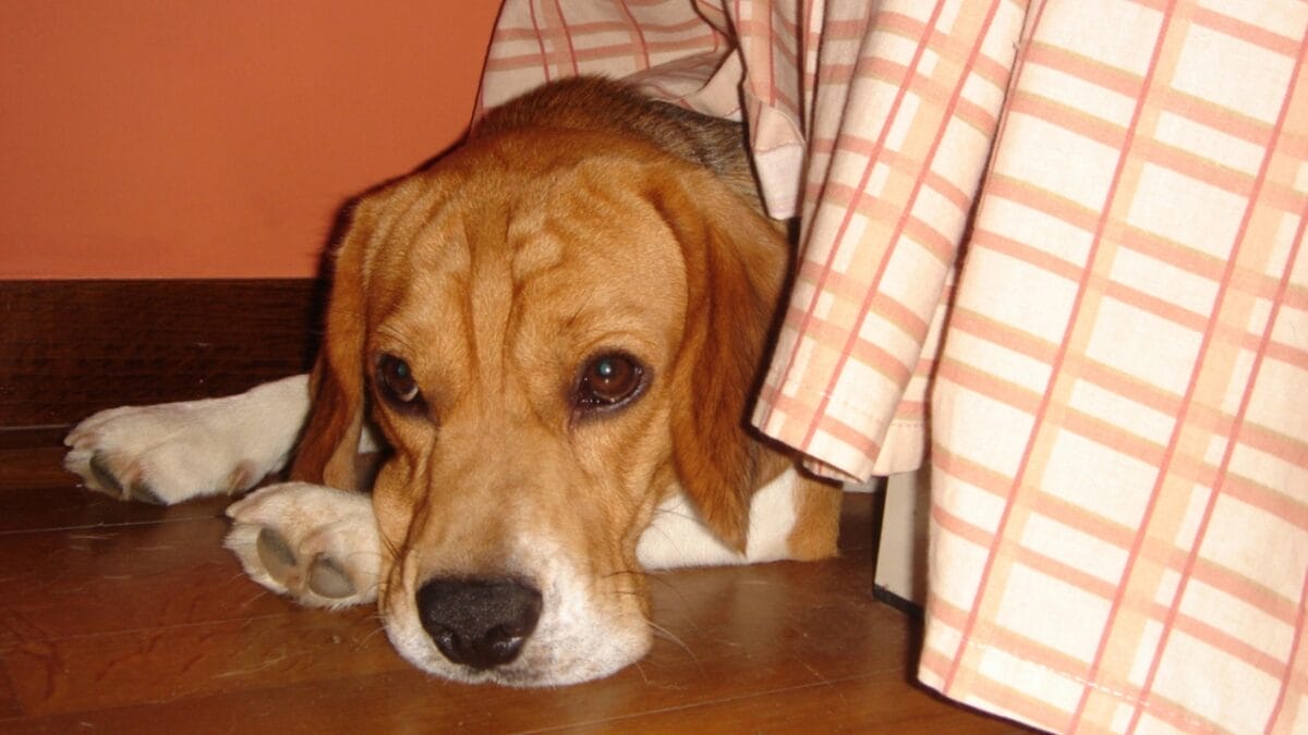 July 4th-6th Sees a 30% Spike in Missing Pets Each Year: 5 Prevention Tips 5 July 4th-6th Sees a 30% Spike in Missing Pets Each Year: 5 Prevention Tips - dog under bed dp10052637