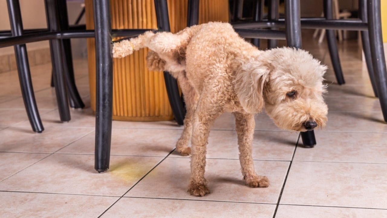 16 Peculiar Ways Dogs Demonstrate Their Love 14 16 Peculiar Ways Dogs Demonstrate Their Love - dog urination ss2295778683