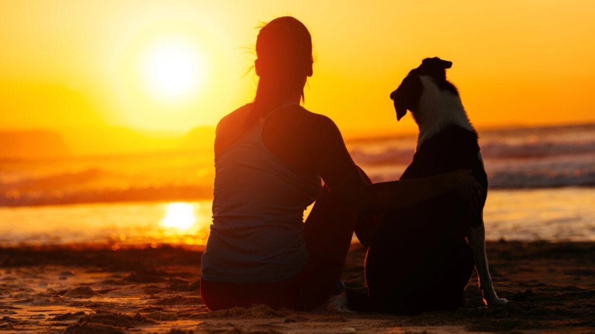 20 Unforgettable Experiences for Your Dog's Bucket List 20 20 Unforgettable Experiences for Your Dog's Bucket List - dog watching sunset dp48873845