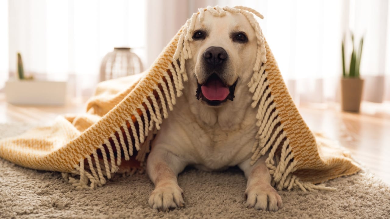 35 Fun Ways to Keep Your Dog Entertained Indoors - dog with blanket dp172452554