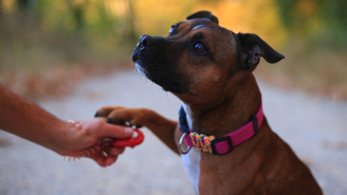 15 Tips for Successful Clicker Training Your Dog 11 15 Tips for Successful Clicker Training Your Dog - dog with clicker patient ss733671805