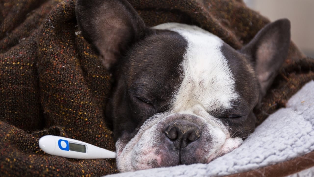 Bird Flu Can Infect Cats: What This Means for Cat Owners 7 Bird Flu Can Infect Cats: What This Means for Cat Owners - dog with fever dp387317618