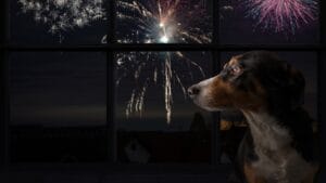 July 4th-6th Sees a 30% Spike in Missing Pets Each Year: 5 Prevention Tips 1 July 4th-6th Sees a 30% Spike in Missing Pets Each Year: 5 Prevention Tips - dog with fireworks ss2075223439