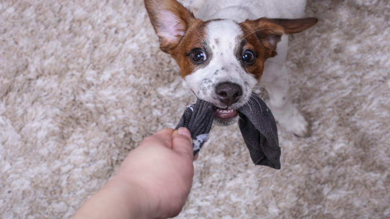 35 Fun Ways to Keep Your Dog Entertained Indoors - dog with sock dp352532422