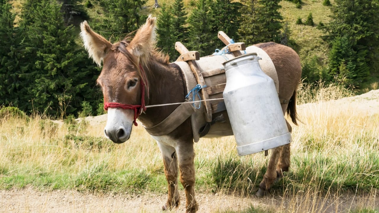 The World's Priciest Cheese Isn't Made from Cow, Goat, or Sheep Milk 2 The World's Priciest Cheese Isn't Made from Cow, Goat, or Sheep Milk - donkey milk dp59135881 dnoh