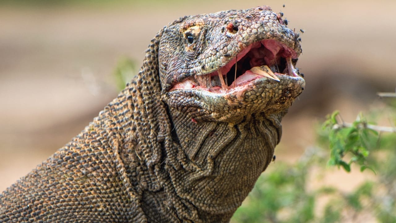 The Lethal Secret Behind Komodo Dragons' Teeth, New Study 3 The Lethal Secret Behind Komodo Dragons' Teeth, New Study - dragon teeth dp181137098