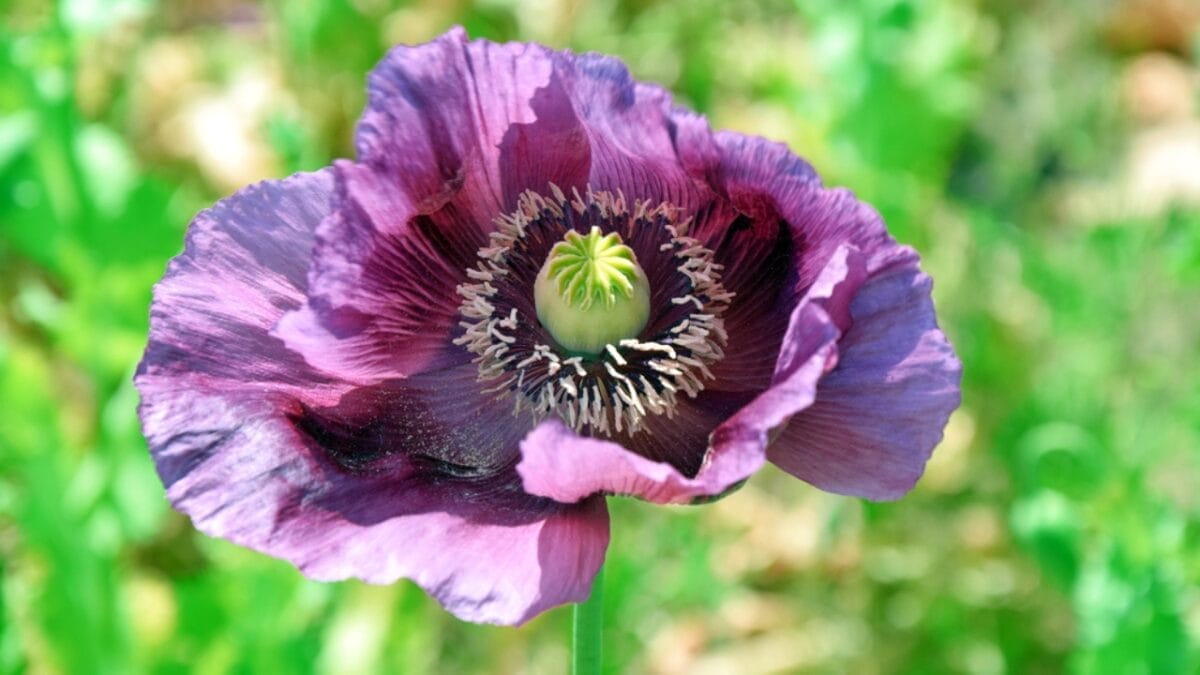 27 Alluring Dark Plants That’ll Make Your Garden Stand Out 7 27 Alluring Dark Plants That’ll Make Your Garden Stand Out - drama queen flower dp250527368