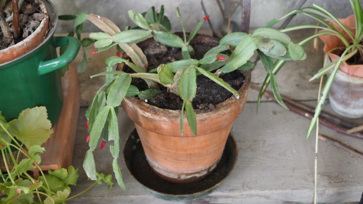 How to Repot a Christmas Cactus for Vibrant Blooms Year After Year 3 How to Repot a Christmas Cactus for Vibrant Blooms Year After Year - dry christmas cactus ss2365436491
