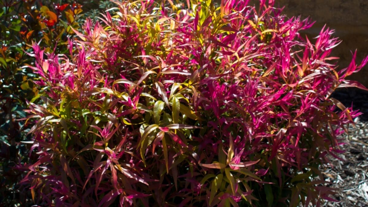 27 Alluring Dark Plants That’ll Make Your Garden Stand Out 25 27 Alluring Dark Plants That’ll Make Your Garden Stand Out - dwarf agonis feluxosa ss1134850613