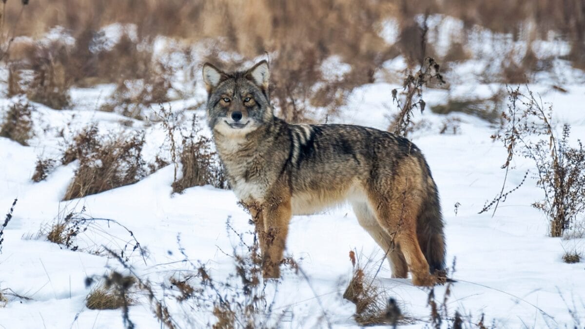 Explore the Pack: 19 Coyote Types to Know 2 Explore the Pack: 19 Coyote Types to Know - eastern coyote ss1914870049