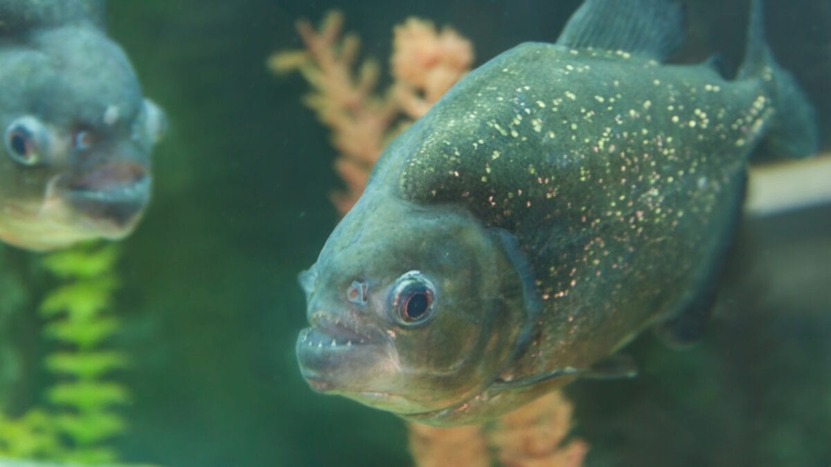 12 Myths & Facts About Piranha's 6 12 Myths & Facts About Piranha's - eating piranha dp100820406