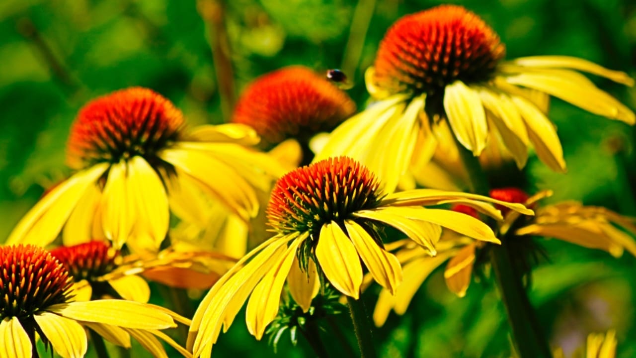 15 Perennials to Make Your Autumn Garden Glow with Colorful Foliage 14 15 Perennials to Make Your Autumn Garden Glow with Colorful Foliage - echinacea daydream ss1249128034