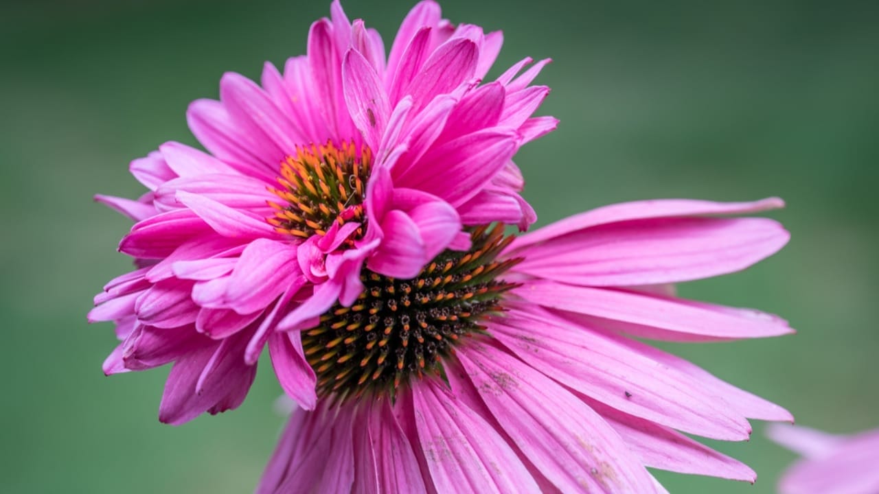 35 Stunning Coneflowers to Brighten Your Garden & How to Keep Them Thriving 19 35 Stunning Coneflowers to Brighten Your Garden & How to Keep Them Thriving - echinacea double decker ss706498345