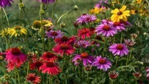 Say Goodbye to Dull Gardens: 22 Perennials That Bloom All Season Long 1 Say Goodbye to Dull Gardens: 22 Perennials That Bloom All Season Long - echinacea flowers ss2374655881