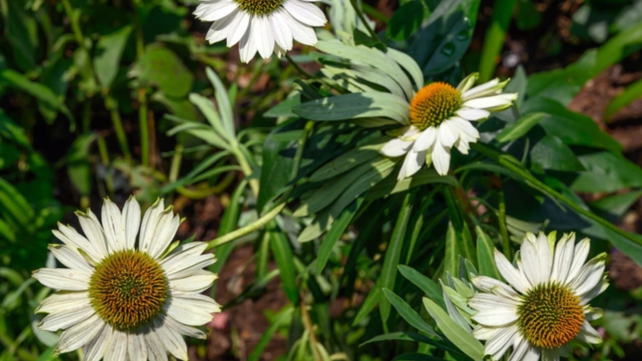 35 Stunning Coneflowers to Brighten Your Garden & How to Keep Them Thriving 22 35 Stunning Coneflowers to Brighten Your Garden & How to Keep Them Thriving - echinacea fragrant ss1469732597