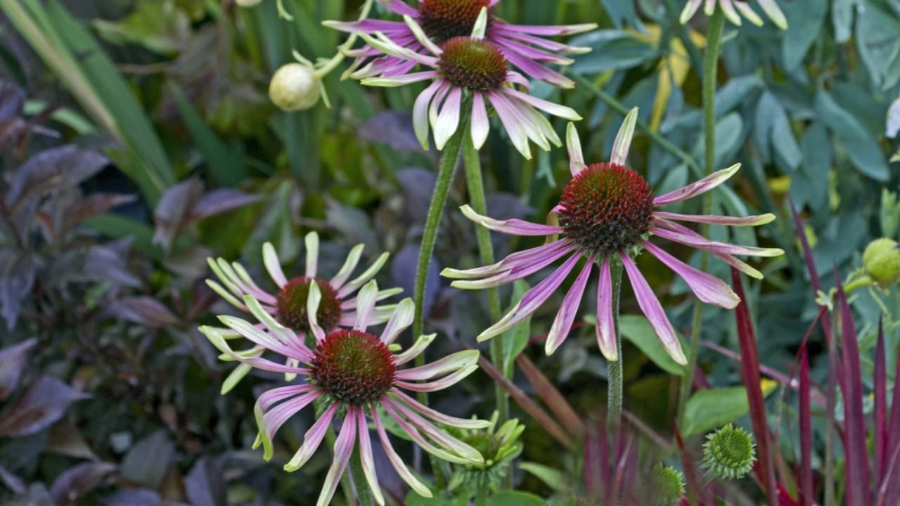 35 Stunning Coneflowers to Brighten Your Garden & How to Keep Them Thriving 17 35 Stunning Coneflowers to Brighten Your Garden & How to Keep Them Thriving - echinacea green envy ss676013353