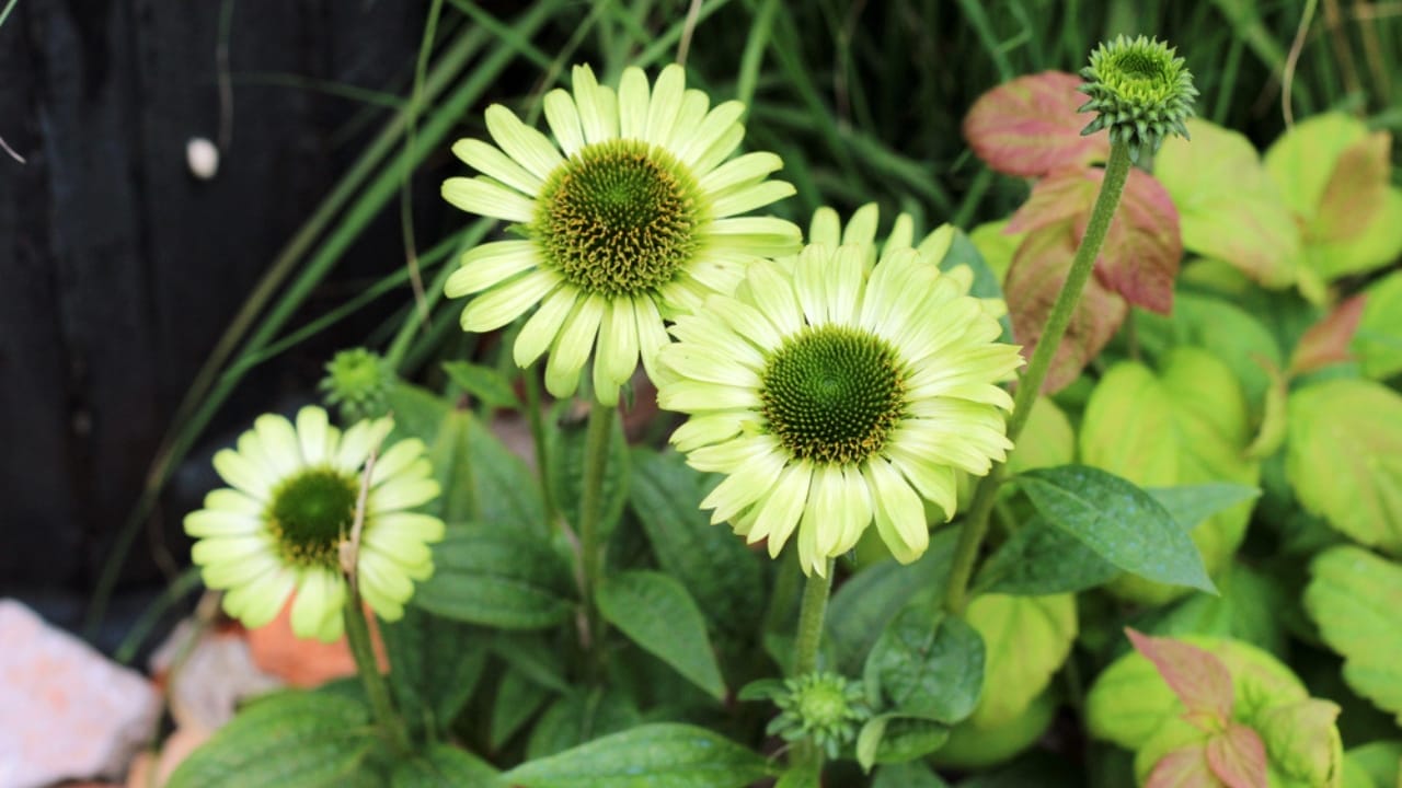 35 Stunning Coneflowers to Brighten Your Garden & How to Keep Them Thriving 28 35 Stunning Coneflowers to Brighten Your Garden & How to Keep Them Thriving - echinacea green jewel ss1761556439