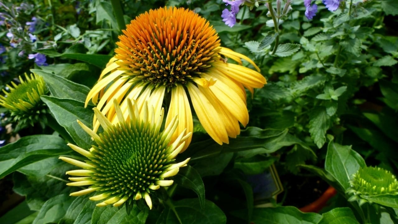 35 Stunning Coneflowers to Brighten Your Garden & How to Keep Them Thriving 23 35 Stunning Coneflowers to Brighten Your Garden & How to Keep Them Thriving - echinacea harvest moon ss2323506011