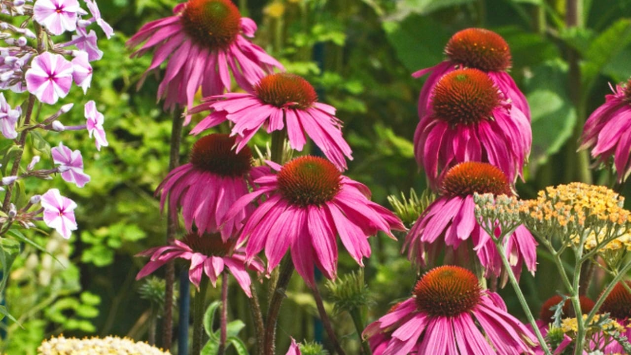 35 Stunning Coneflowers to Brighten Your Garden & How to Keep Them Thriving 20 35 Stunning Coneflowers to Brighten Your Garden & How to Keep Them Thriving - echinacea kims knee ss1107007754