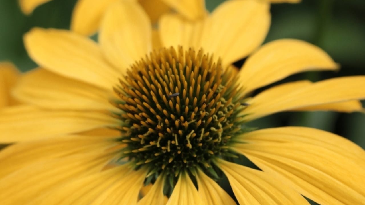 35 Stunning Coneflowers to Brighten Your Garden & How to Keep Them Thriving 11 35 Stunning Coneflowers to Brighten Your Garden & How to Keep Them Thriving - echinacea leilani ss2261498667